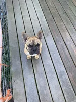Schooby Doo, a male French Bulldog for sale in Virginia, MN – 3 of 3