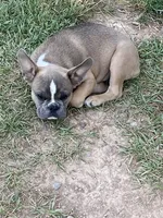 Kristy, a female French Bulldog for sale in Virginia, MN – 2 of 4