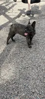 Maverick, a male French Bulldog for sale in Virginia, MN – 7 of 9