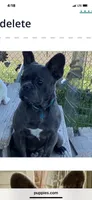 Maverick, a male French Bulldog for sale in Virginia, MN – 2 of 3