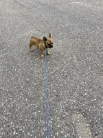 Dolly, a female French Bulldog for sale in Virginia, MN – 3 of 4