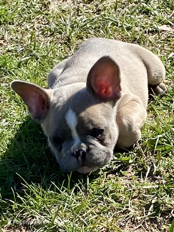 Chrisy, a female French Bulldog for sale in Virginia, MN – 1 of 2