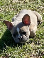 Chrisy, a female French Bulldog for sale in Virginia, MN – 1 of 2