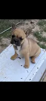 Dolly, a female French Bulldog for sale in Virginia, MN – 1 of 2