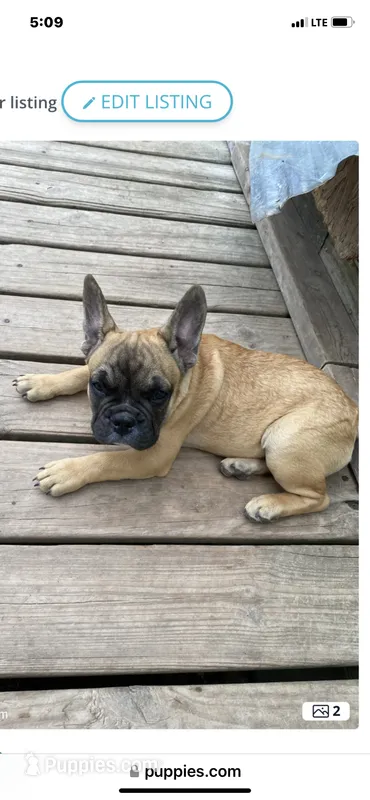 Skooby Do – French Bulldog puppy for sale in Virginia, MN