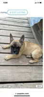 Skooby Do, a male French Bulldog for sale in Virginia, MN – 1 of 2