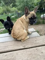 Schooby Dooo, a male French Bulldog for sale in Virginia, MN – 2 of 2