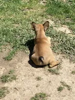 Dolly, a female French Bulldog for sale in Virginia, MN – 2 of 2