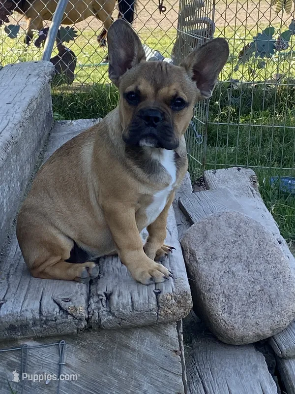 Dolly – French Bulldog puppy for sale in Virginia, MN