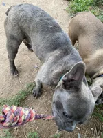 Maverick, a male French Bulldog for sale in Virginia, MN – 8 of 9