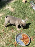 Maverik, a male French Bulldog for sale in Virginia, MN – 2 of 2