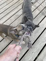 Kristy, a female French Bulldog for sale in Virginia, MN – 4 of 4