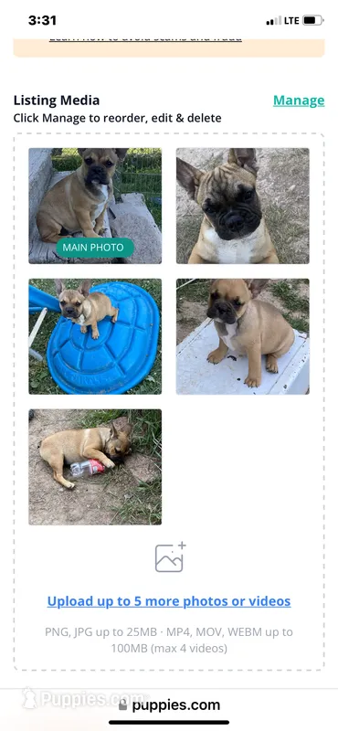 Dolly, a female French Bulldog for sale in Virginia, MN – 1 of 4
