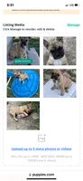 Dolly, a female French Bulldog for sale in Virginia, MN – 1 of 4