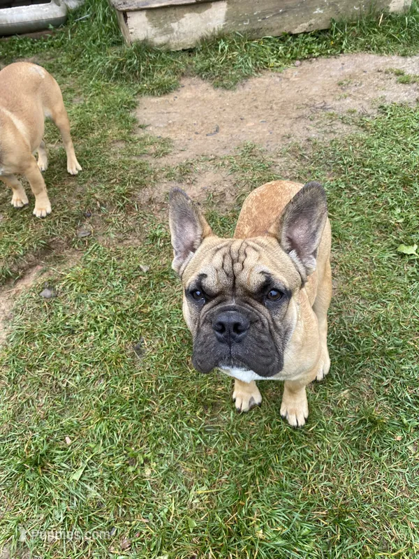 Schooby Doo, a male French Bulldog for sale in Virginia, MN – 1 of 3
