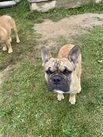 Schooby Doo, a male French Bulldog for sale in Virginia, MN – 1 of 3