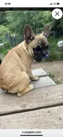 Skooby Do, a male French Bulldog for sale in Virginia, MN – 2 of 2