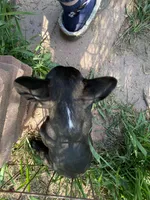 Flash, a male French Bulldog for sale in Virginia, MN – 2 of 5