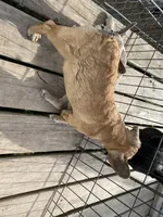 Skooby Do, a male French Bulldog for sale in Virginia, MN – 2 of 3