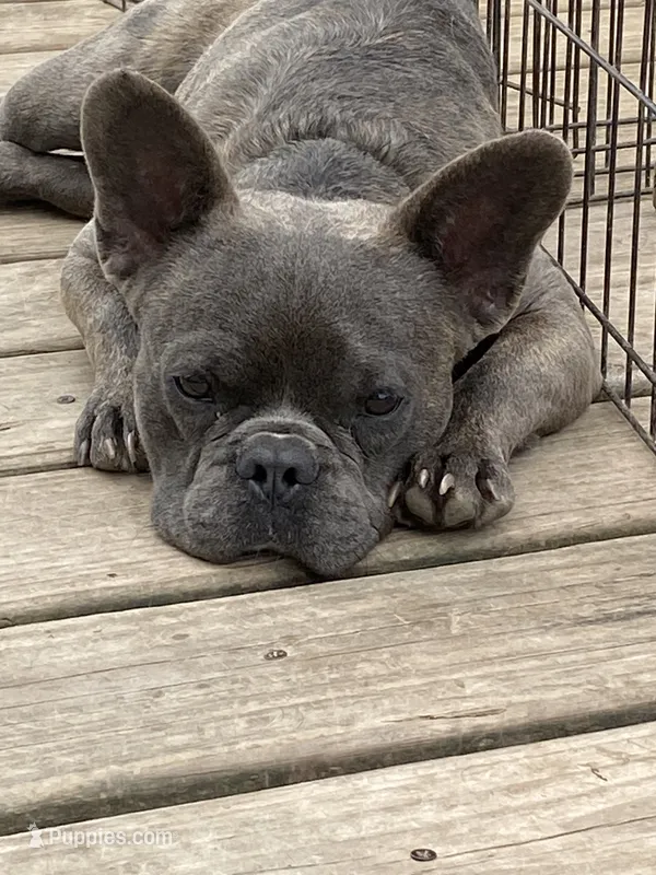 Maverick – French Bulldog puppy for sale in Virginia, MN