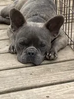 Maverick, a male French Bulldog for sale in Virginia, MN – 1 of 9