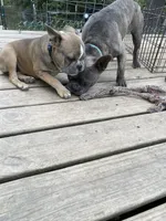 Kristy, a female French Bulldog for sale in Virginia, MN – 3 of 4