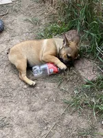 Dolly, a female French Bulldog for sale in Virginia, MN – 5 of 5