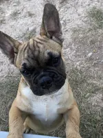 Dolly, a female French Bulldog for sale in Virginia, MN – 2 of 5
