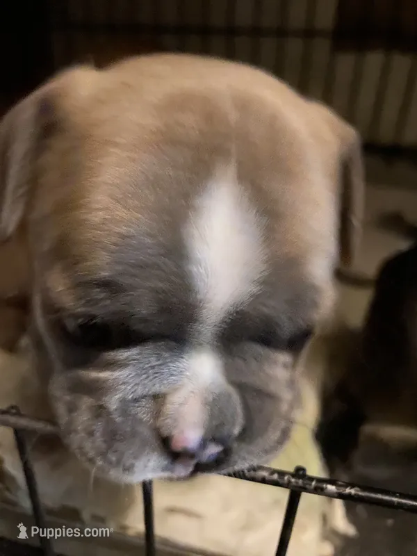 Chrisy – French Bulldog puppy for sale in Virginia, MN