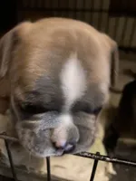 Chrisy, a female French Bulldog for sale in Virginia, MN – 1 of 2