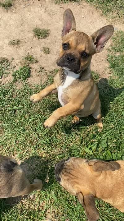Dolly, a female French Bulldog for sale in Virginia, MN – 4 of 4