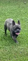 Maverick, a male French Bulldog for sale in Virginia, MN – 6 of 9