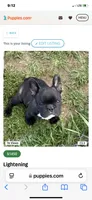 Flash, a male French Bulldog for sale in Virginia, MN – 3 of 5