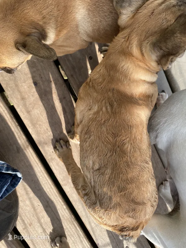 Skooby Do – French Bulldog puppy for sale in Virginia, MN