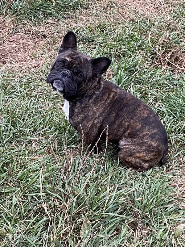 Spek – French Bulldog puppy for sale in Virginia, MN
