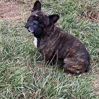 Spek, a male French Bulldog for sale in Virginia, MN – 1 of 1