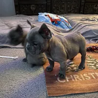 Blue Boy, a male French Bulldog for sale in Virginia, MN – 2 of 6