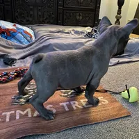 Blue Boy, a male French Bulldog for sale in Virginia, MN – 5 of 6