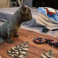 Blue Boy, a male French Bulldog for sale in Virginia, MN – 4 of 6