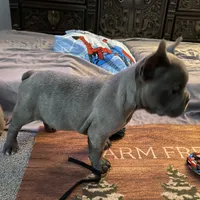 Blue Boy, a male French Bulldog for sale in Virginia, MN – 3 of 6