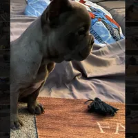 Blue Boy, a male French Bulldog for sale in Virginia, MN – 6 of 6