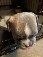 Chrisy, a female French Bulldog for sale in Virginia, MN – 2 of 2