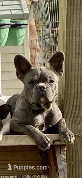 Blue Boy – French Bulldog puppy for sale in Virginia, MN