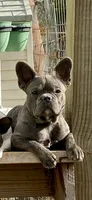 Blue Boy, a male French Bulldog for sale in Virginia, MN – 1 of 6