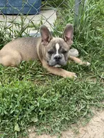 Kristy, a female French Bulldog for sale in Virginia, MN – 4 of 5