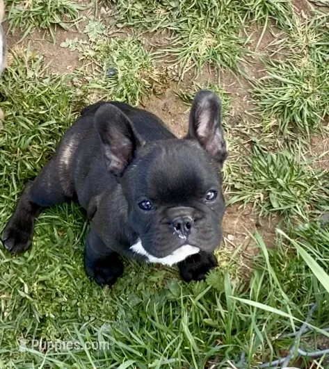 Lightening – French Brittany puppy for sale in Virginia, MN