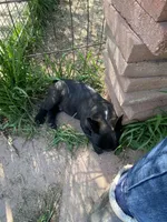 Flash, a male French Bulldog for sale in Virginia, MN – 4 of 5