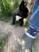 Flash, a male French Bulldog for sale in Virginia, MN – 5 of 5