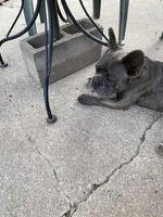 Maverick, a male French Bulldog for sale in Virginia, MN – 3 of 9