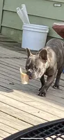 Maverick, a male French Bulldog for sale in Virginia, MN – 9 of 9